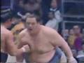 sumo