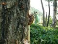 eclosion eclosion