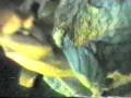 videos de JumpingJack Stigmata