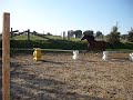 olifant saut