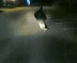 Freebord Tibo villebon 2 (1)