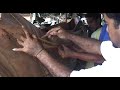 Grassroots Kaua'i: manufacturing an outrigger canoe