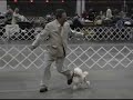 Toy Poodle Best of Variety - Columbia Poodle Club Specialty Show