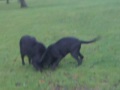 douglasdiezel.wmv