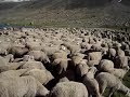 shepherds in kashmir.MPG