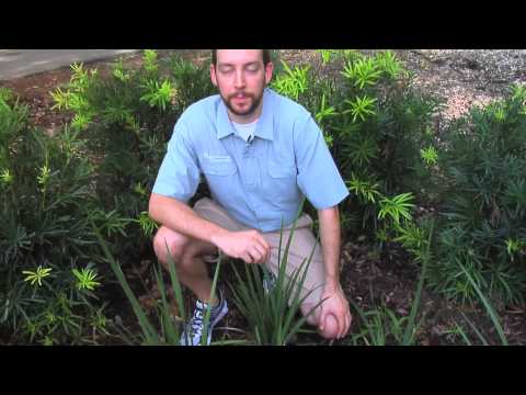 how to fertilize african iris