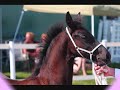 A Tribute to My Friesian Horses
