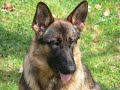 German Shepherd Tessa & Webb