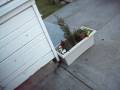 videos de MY DOG RUNS AWAY.