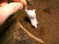 Cute little mice