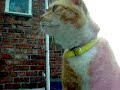 Whingy Gingi