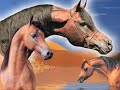 pur sang arabe