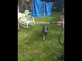 Max the Cattle dog - attacks the hose