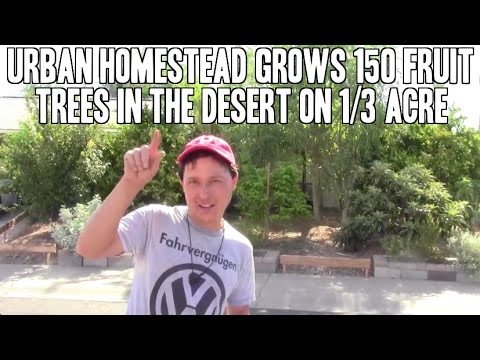 Urban Homestead Grows 150 Fruit Trees in the Desert on 1/3 Acre