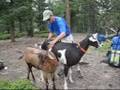 QRP BB Contest with FT817, K1 and Goats