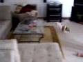 Papillon video