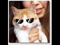 funny cats 2