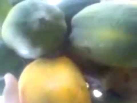how to harvest papaya