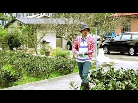 抱持著玩樂之心的南投魚池鄉有機紅茶 抱持著玩樂之心的南投魚池鄉有機紅茶