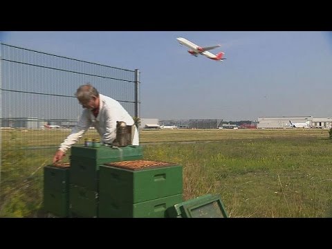 fabricante de aviones - Mientras los aviones despegan y aterrizan en el aeropuerto de Hamburgo, en Alemania, miles de trabajadoras abejas se afanan para fabricar miel. Estos insectos y sus colmenas sirven como conejillo...