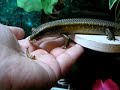 Mabuya multifasciata