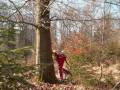 Waldarbeiter Beim Baum Fällen