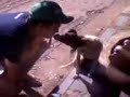 Pulik ai q nojoo!! Pulik ai q nojoo!!