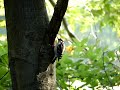 downy woodpecker