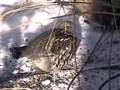 Ruffled Grouse in Nakina, Ontario