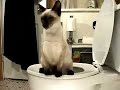 funny cat at the bathroom