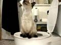 funny cat at the bathroom