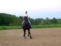 draft horse sidepassing