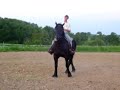draft horse sidepassing
