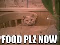 Funny cats picturexD(plizzz rate if you want to) Funny cats picturexD(plizzz rate if you want to)
