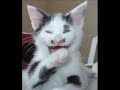 ♥Funny cat video♥  ►Plizzz rate if you want to◄ Manele-Gratis.net