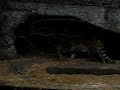 Siberian Tiger at munich zoo Siberian Tiger at munich zoo
