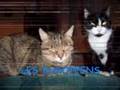 CHATTERIE BLUE LAGONS
