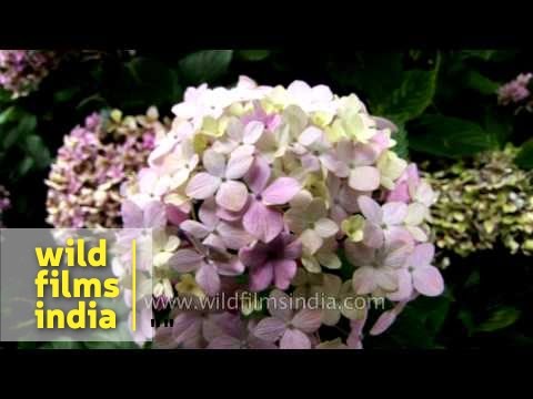 how to plant hydrangeas flowers