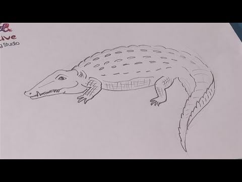how to draw crocodile