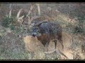 Rut Stinks Rut Stinks