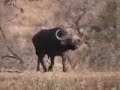 el mejor video de pelea de animales que eh visto