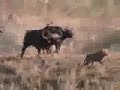 el mejor video de pelea de animales que eh visto