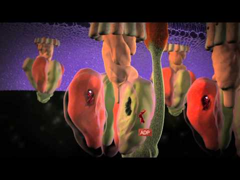 ATP Synthase: The power plant of the cell