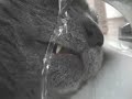a cat with a drinking problem ???? (rabid owl 62)???? a cat with a drinking problem ???? (rabid owl 62)????
