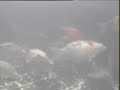My fishpond underwater