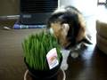 猫草ってホントに好きなのかな?