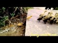 Cute ducklings climb step, a little one fall behind 