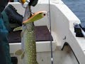G�dd-fiske