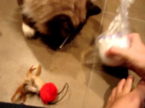 0 Frolicat TWITCH Interactive Cat Toy   Product Review by Floppycats.com