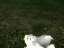Whopper en Dora hebben ook plezier bij Genemuiden Whopper en Dora hebben ook plezier bij Genemuiden
